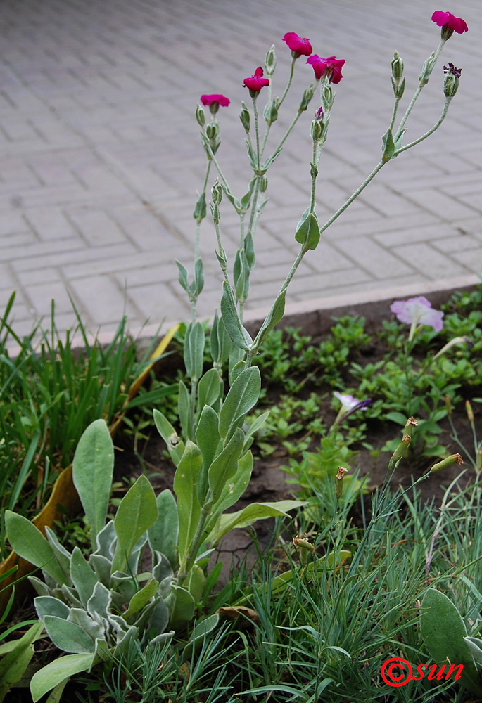 Image of Lychnis coronaria specimen.