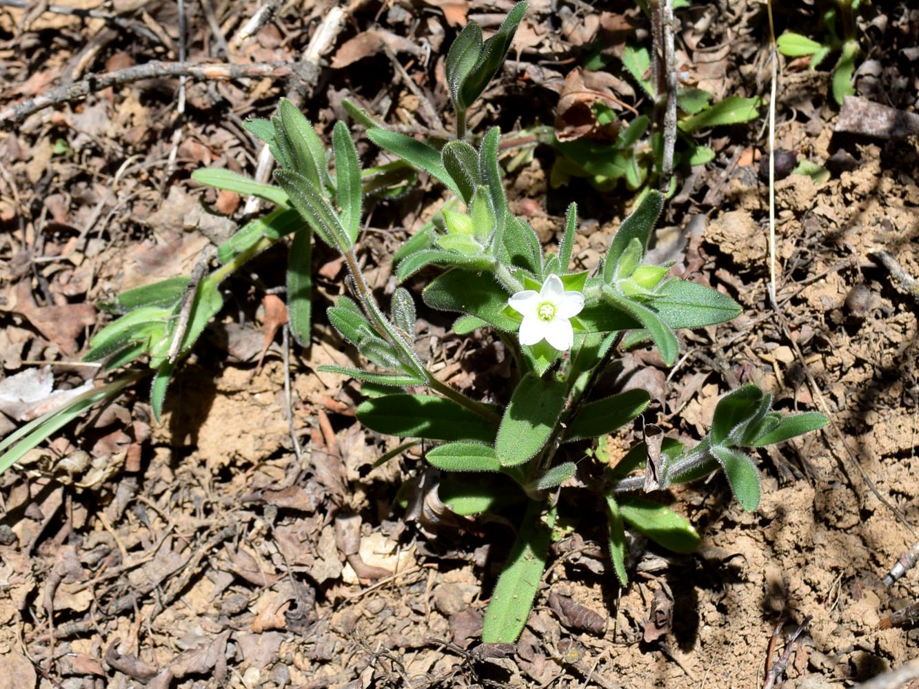 Изображение особи Cerastium inflatum.