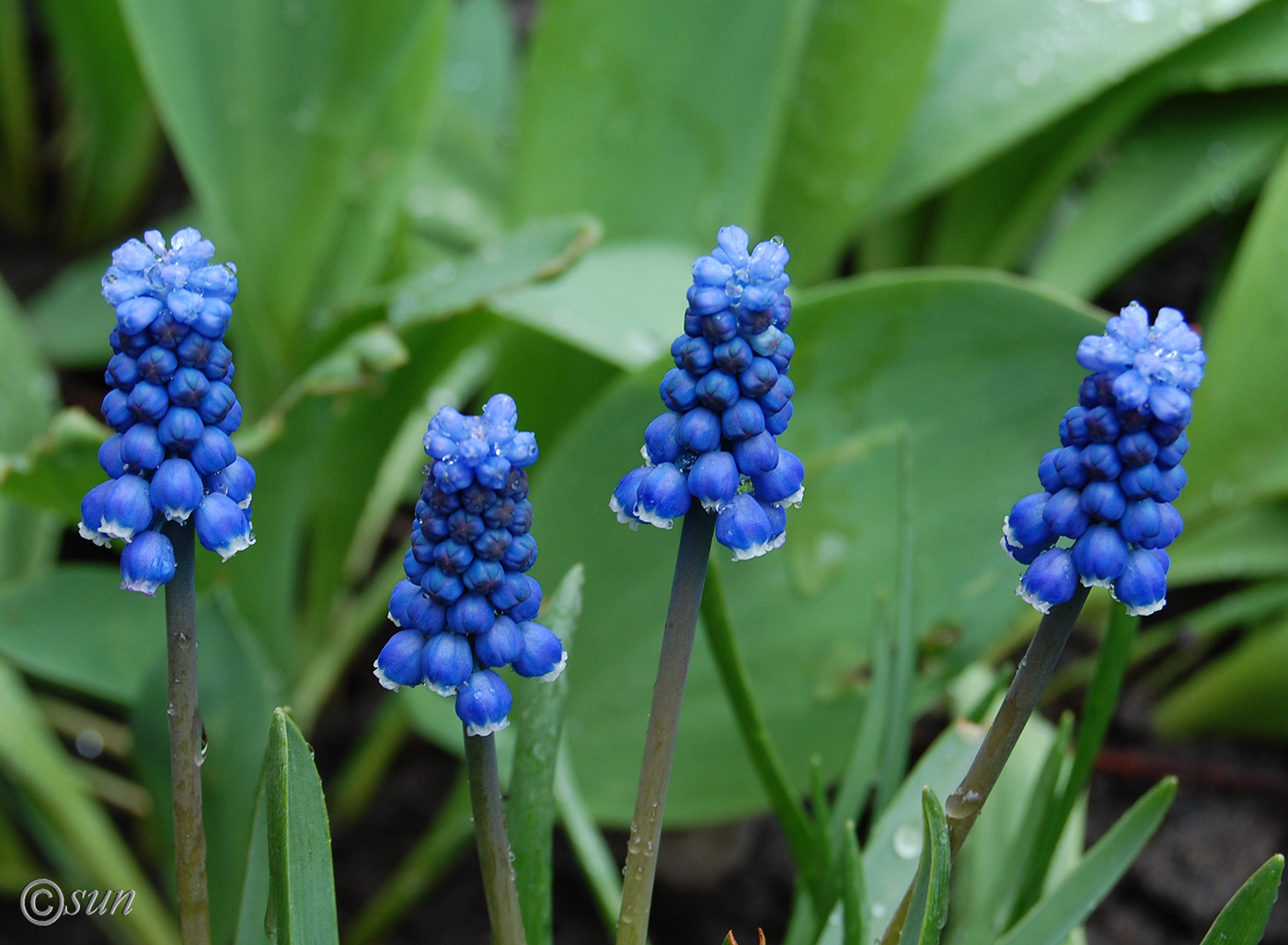 Изображение особи Muscari botryoides.