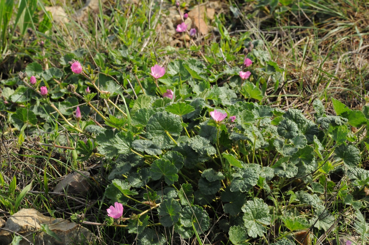 Image of Sidalcea malviflora specimen.