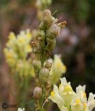 Linaria vulgaris