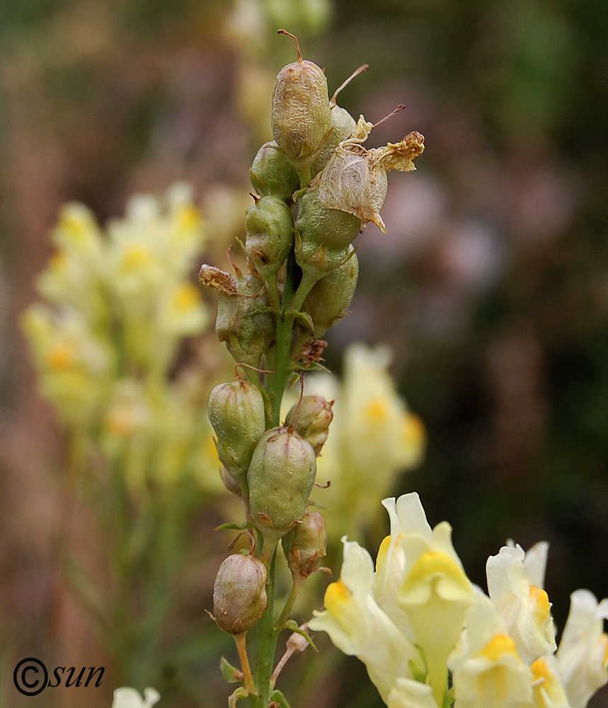 Image of Linaria vulgaris specimen.