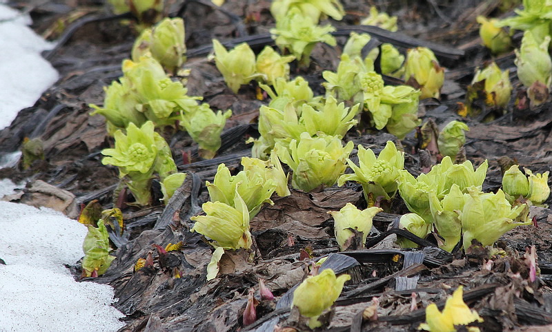 Изображение особи Petasites amplus.