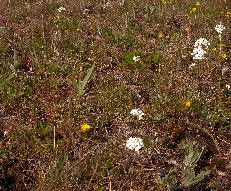 Image of Iris pineticola specimen.