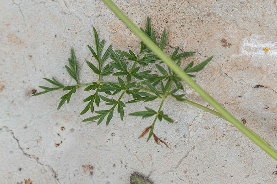 Image of familia Apiaceae specimen.