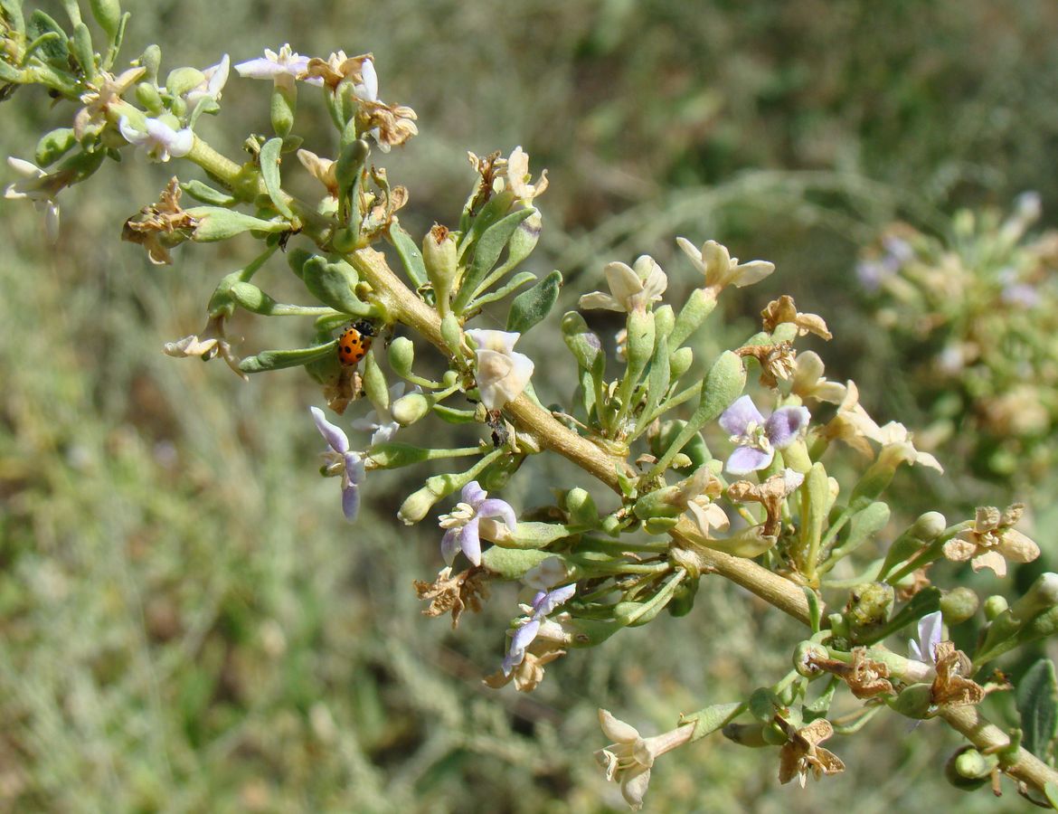 Image of Lycium dasystemum specimen.