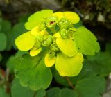 Chrysosplenium sibiricum