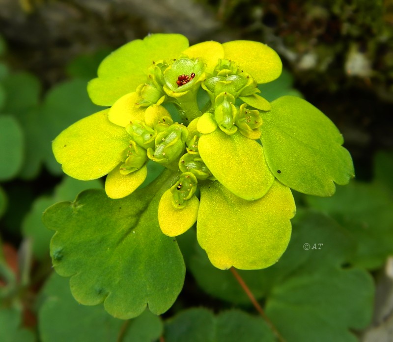 Image of Chrysosplenium sibiricum specimen.