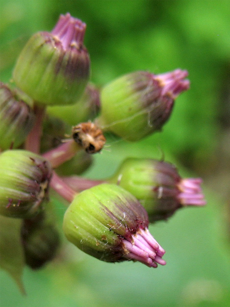 Image of Pericallis webbii specimen.