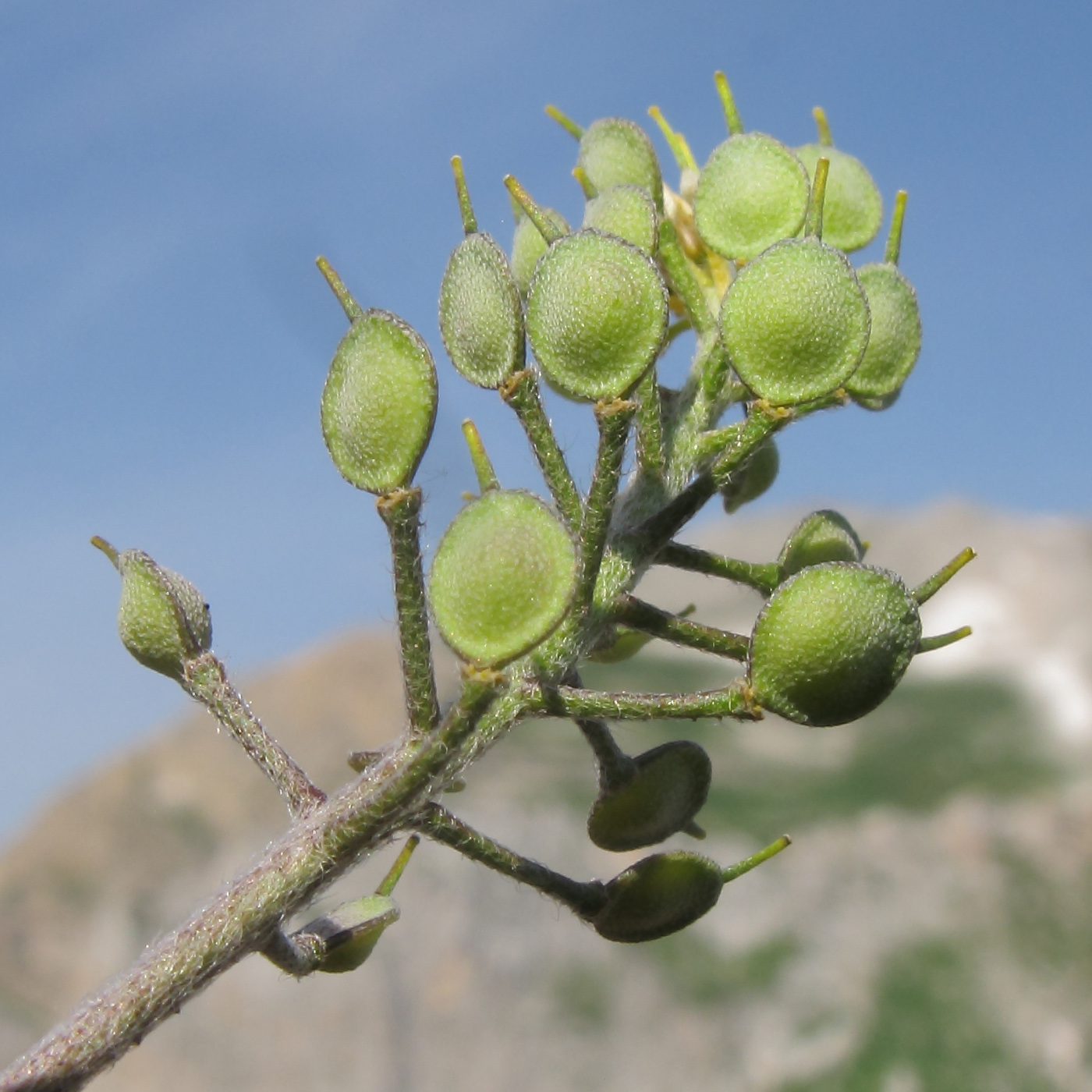 Image of Alyssum oschtenicum specimen.
