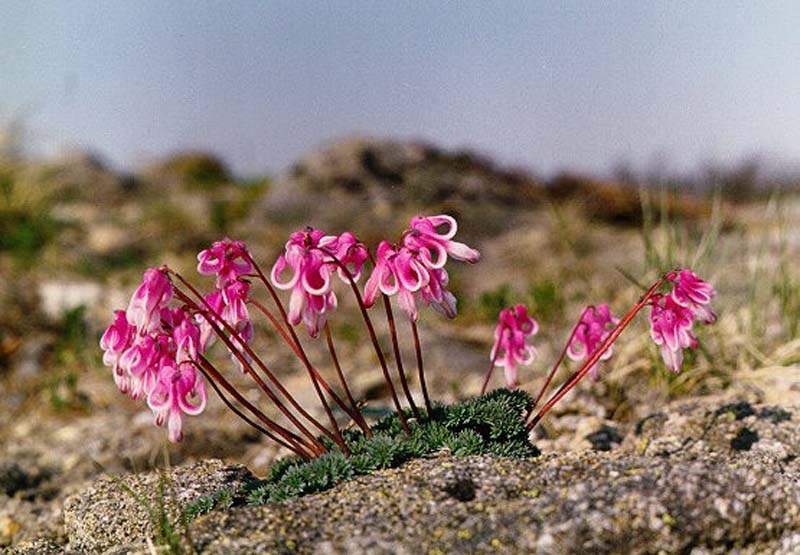 Изображение особи Dicentra peregrina.