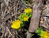 Trollius ranunculinus. Цветущие растения. Карачаево-Черкесия, окр. пос. Архыз, долина р. София, поляна вблизи ледника (выс. около 2000 м н.у.м.). 18.06.2015.