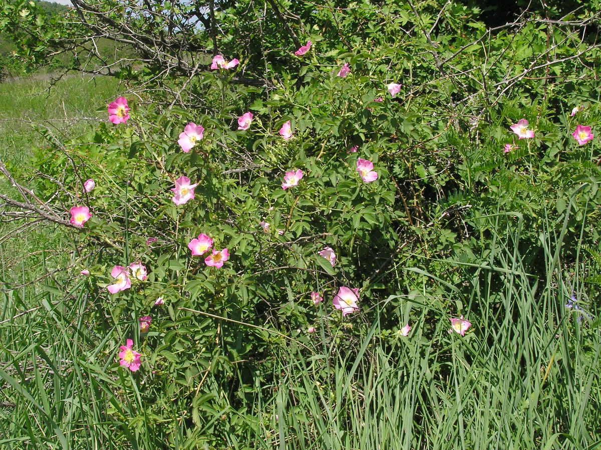 Image of genus Rosa specimen.