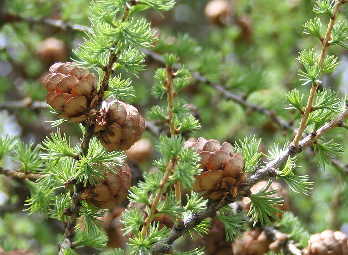 Изображение особи Larix sibirica.