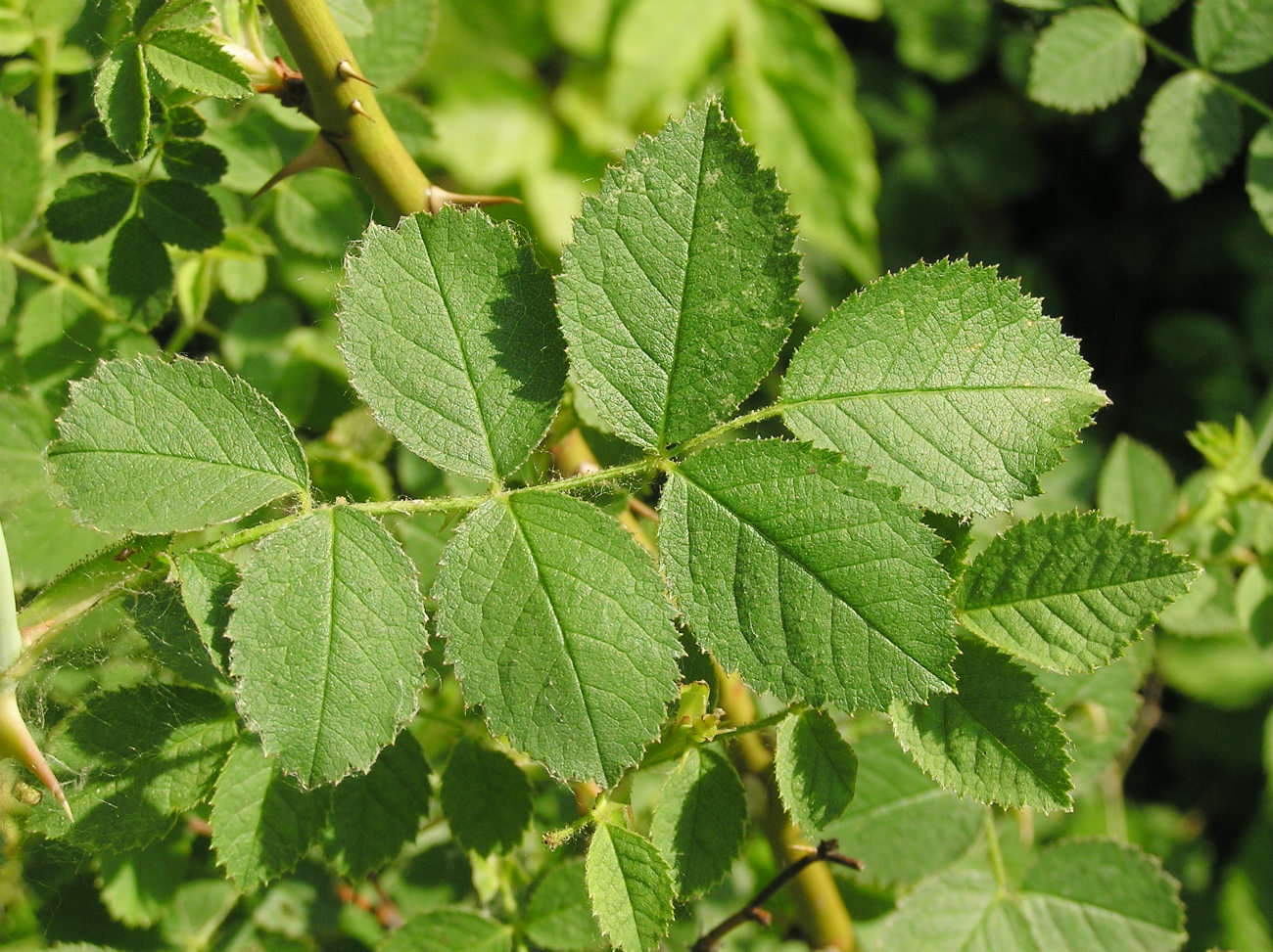 Image of genus Rosa specimen.