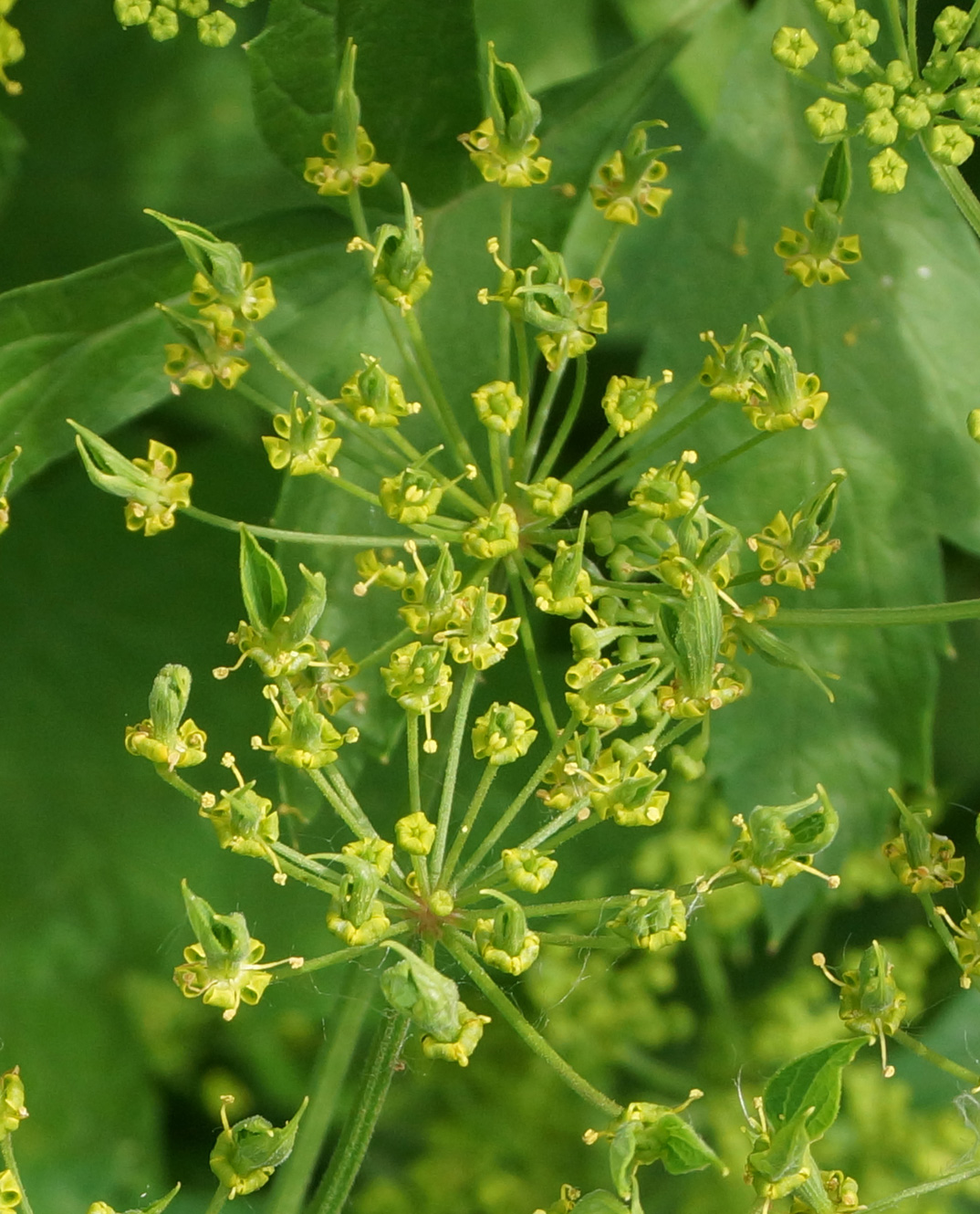 Image of Pastinaca sativa specimen.