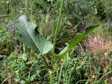 Salvia stepposa. Часть побега. Челябинская обл., окр. г. Челябинск, Золотая горка, обочина дороги в берёзовом лесу. 05.07.2014.