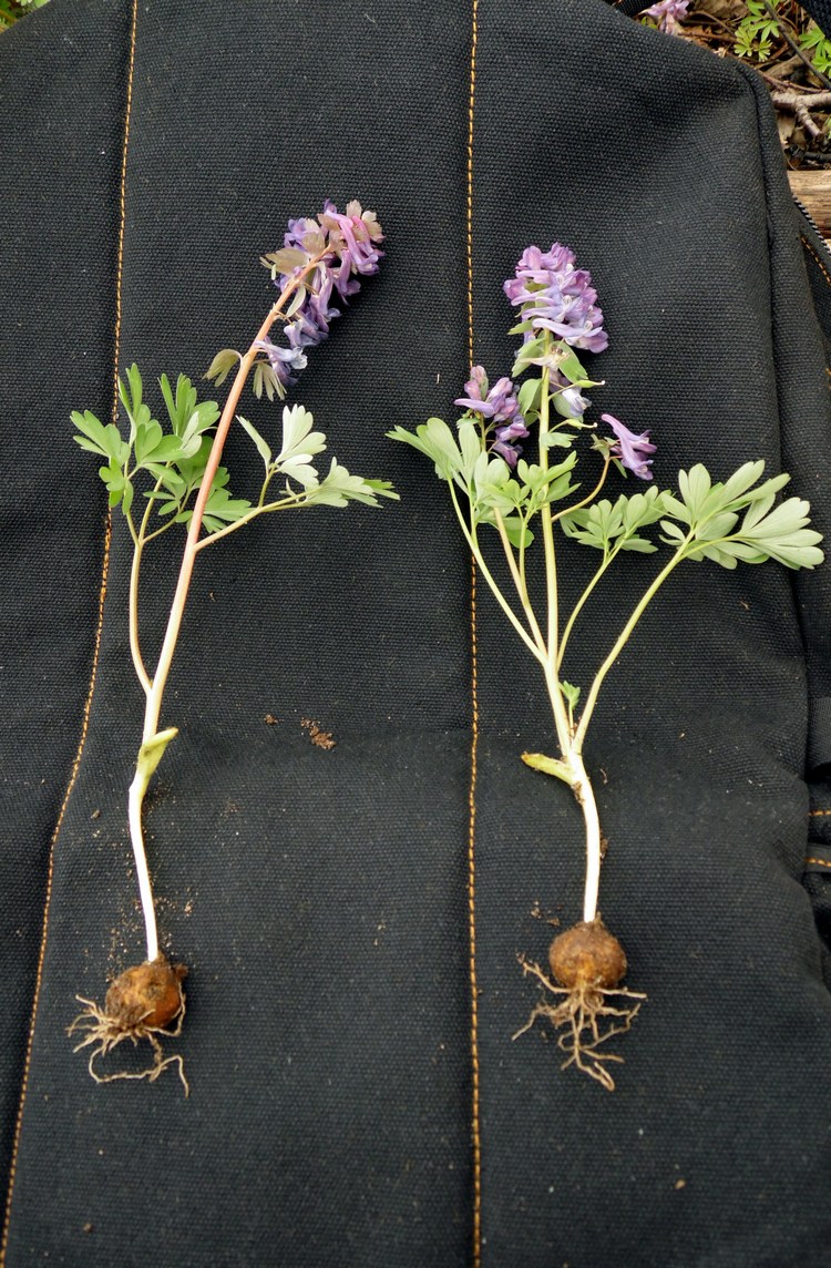 Image of Corydalis solida specimen.