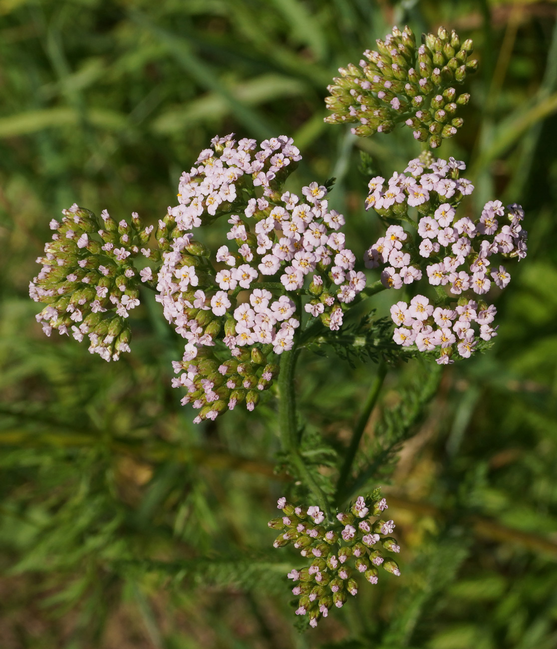 Изображение особи Achillea millefolium.