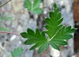 Potentilla arenosa