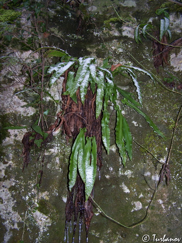 Изображение особи Phyllitis scolopendrium.