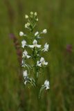 Habenaria linearifolia