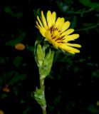 Tragopogon orientalis