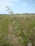 Silene chlorantha