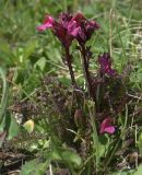 Pedicularis nordmanniana. Цветущее растение. Северо-западный Кавказ, плато Лагонаки. 08.07.2008.