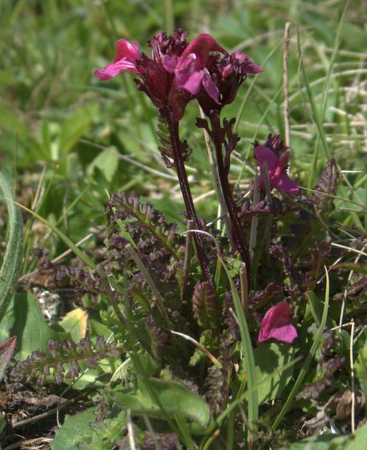 Image of Pedicularis nordmanniana specimen.