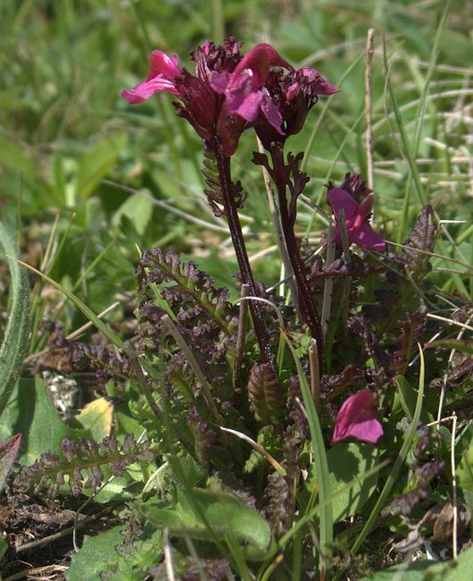 Изображение особи Pedicularis nordmanniana.