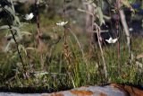 Parnassia palustris. Цветущие растения у берега горной реки. Южный Казахстан, хр. Таласский Алатау, ущ. Коксай, 2030 м н.у.м. 21.08.2015.