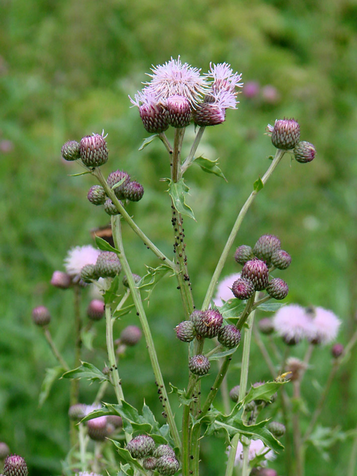 Изображение особи Cirsium arvense.