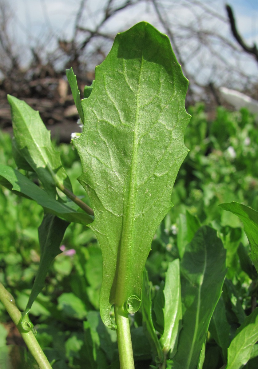 Изображение особи Calepina irregularis.