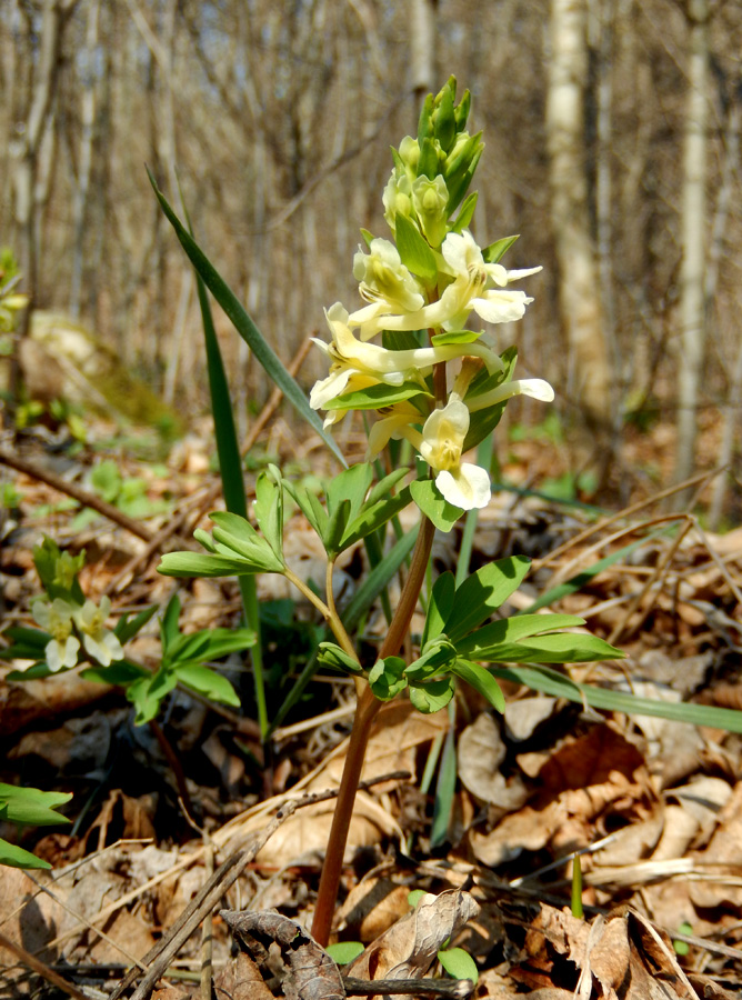 Изображение особи Corydalis marschalliana.