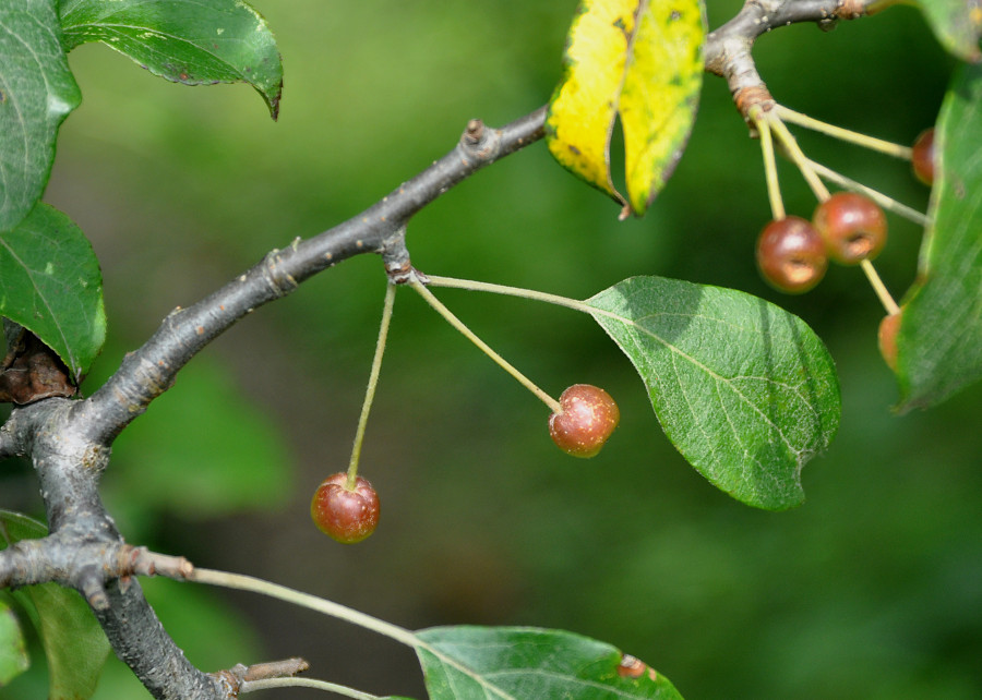 Изображение особи Malus mandshurica.