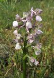 Anacamptis morio подвид caucasica. Соцветие (гипохромная форма). Крым, окр. Балаклавы, поляна в высокоможжевеловом редколесье. 30 апреля 2016 г.