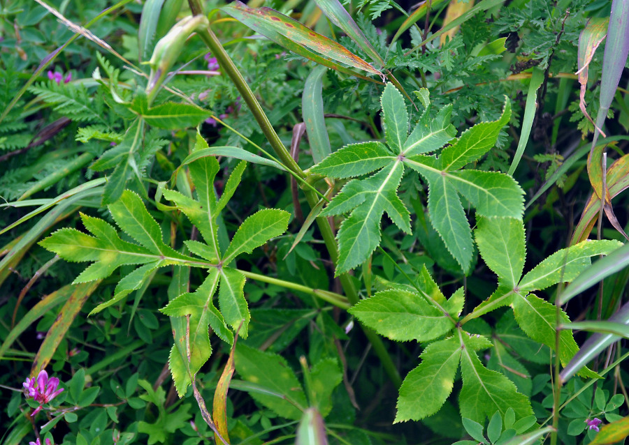 Image of Angelica decursiva specimen.