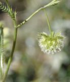 Lagoecia cuminoides. Соцветие. Греция, Халкидики, с. Неа Потидеа (Νέα Ποτίδαια), сорное в саду. 15.05.2016.