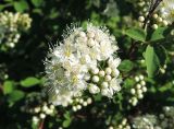 Spiraea chamaedryfolia. Соцветие. Московская обл., г. Павловский Посад, в озеленении. 13.05.2016.