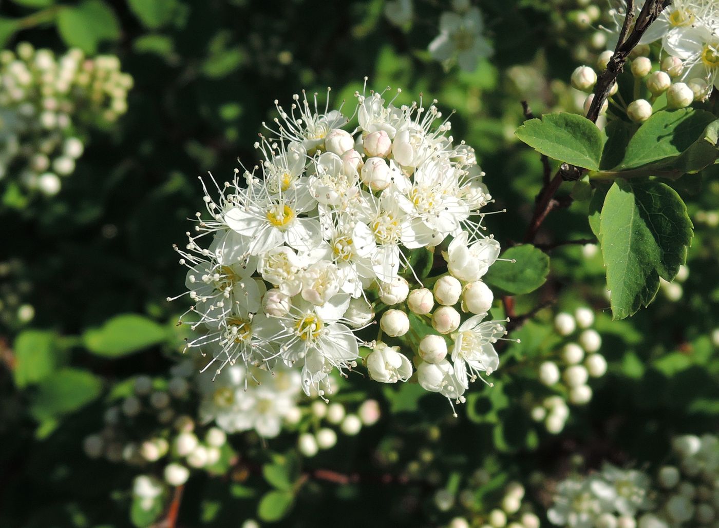 Изображение особи Spiraea chamaedryfolia.