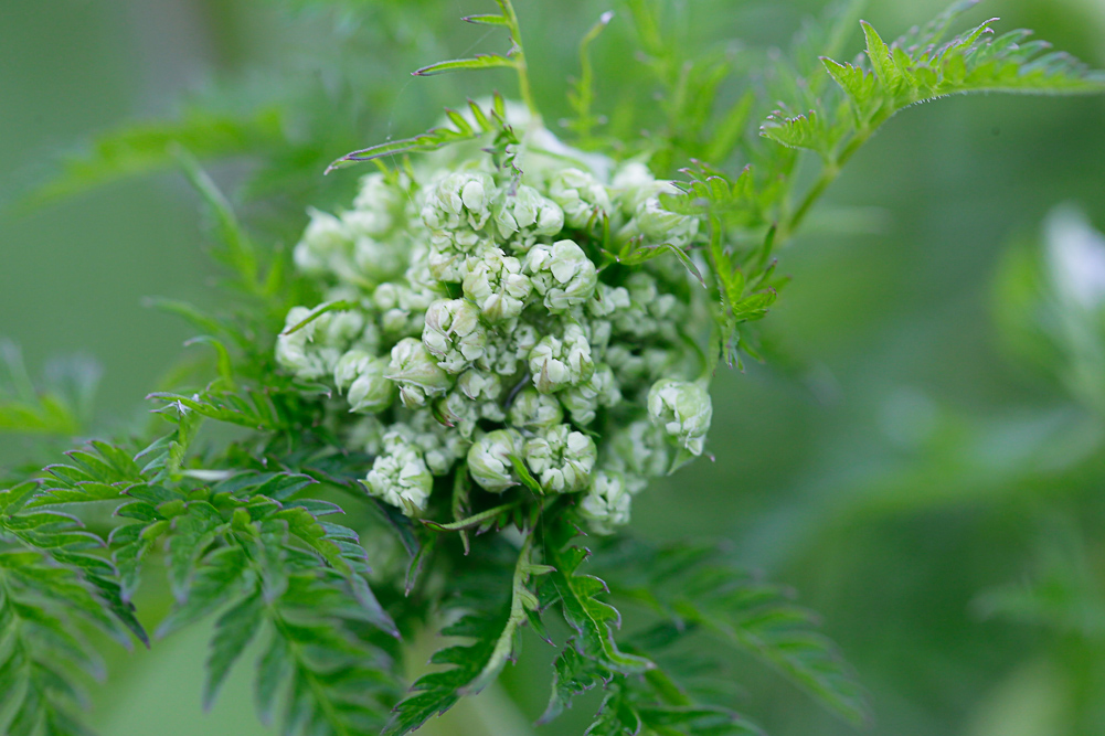 Изображение особи Anthriscus sylvestris.