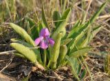 Viola gmeliniana. Цветущее растение. Республика Бурятия, Кабанский р-н, окр. с. Инкино, остепненный склон. 23.05.2016.