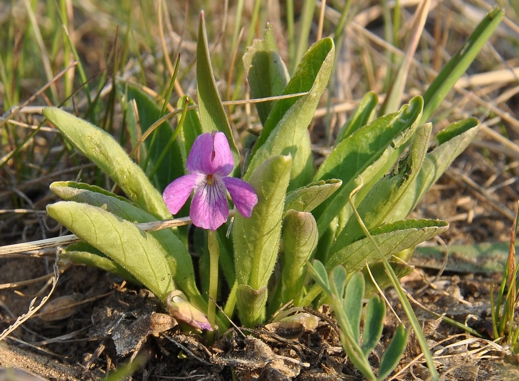 Image of Viola gmeliniana specimen.