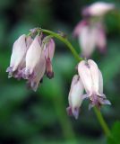 Dicentra formosa. Соцветие. Санкт-Петербург (в культуре). 30.06.2009.