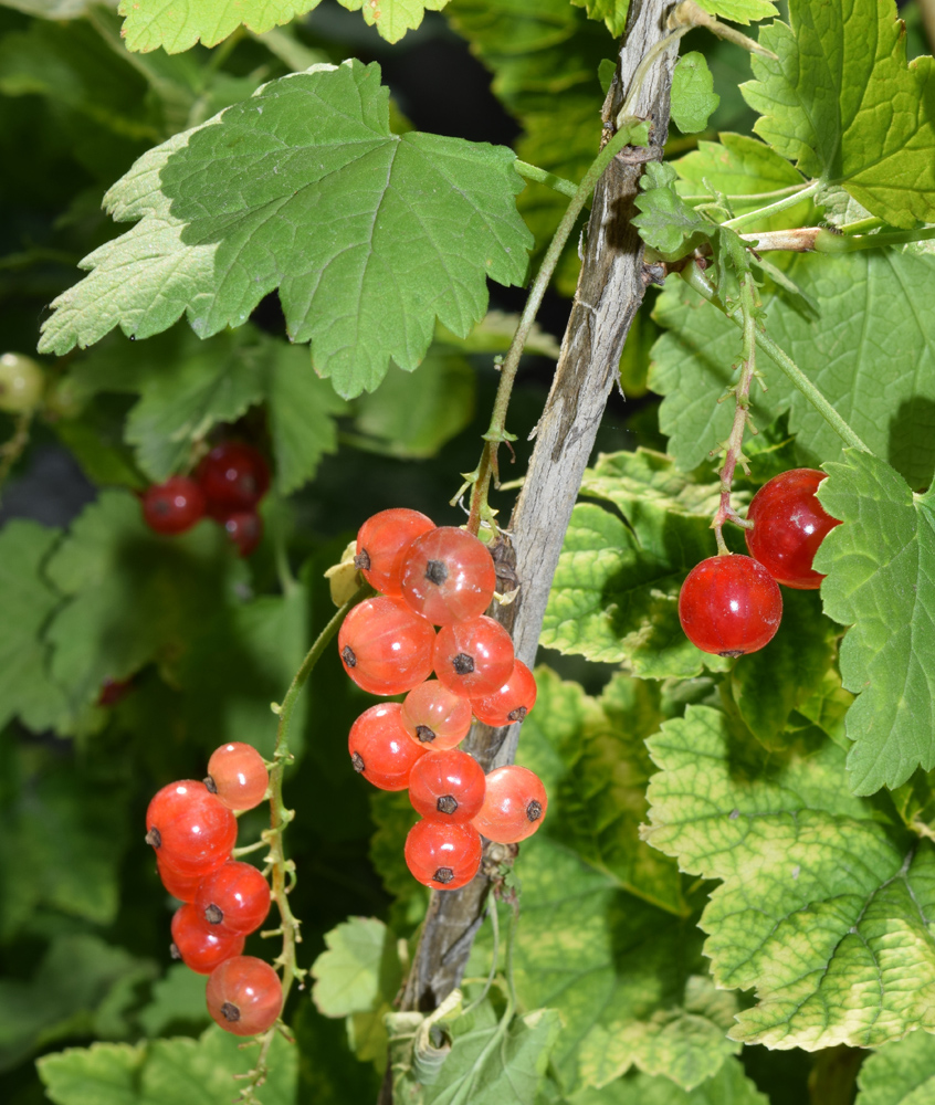 Image of Ribes rubrum specimen.