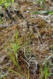 Arabidopsis thaliana