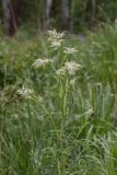 Aconogonon alpinum