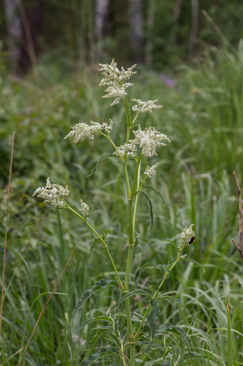 Изображение особи Aconogonon alpinum.