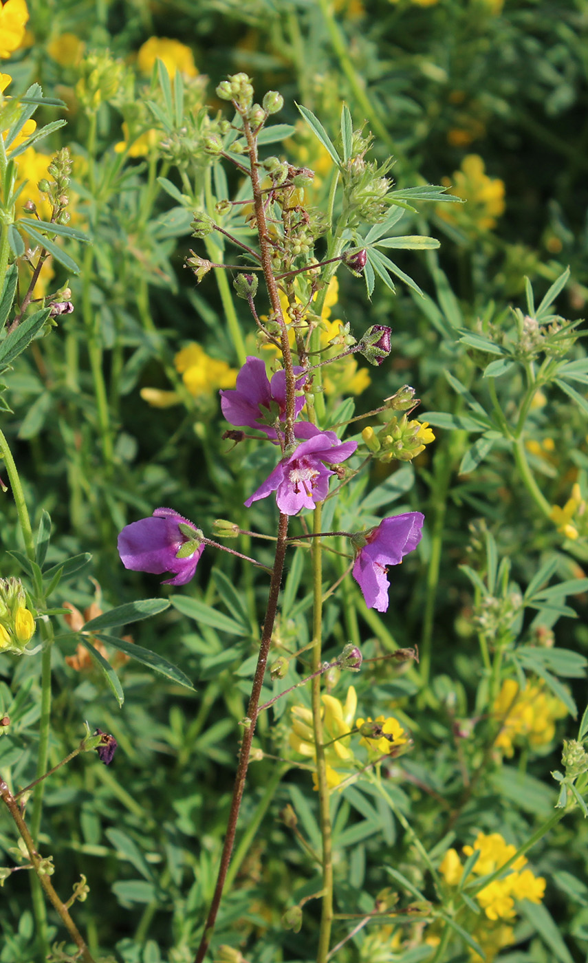 Image of Verbascum phoeniceum specimen.